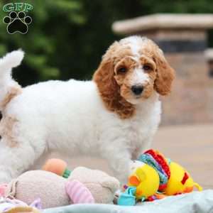Millie, Standard Poodle Puppy